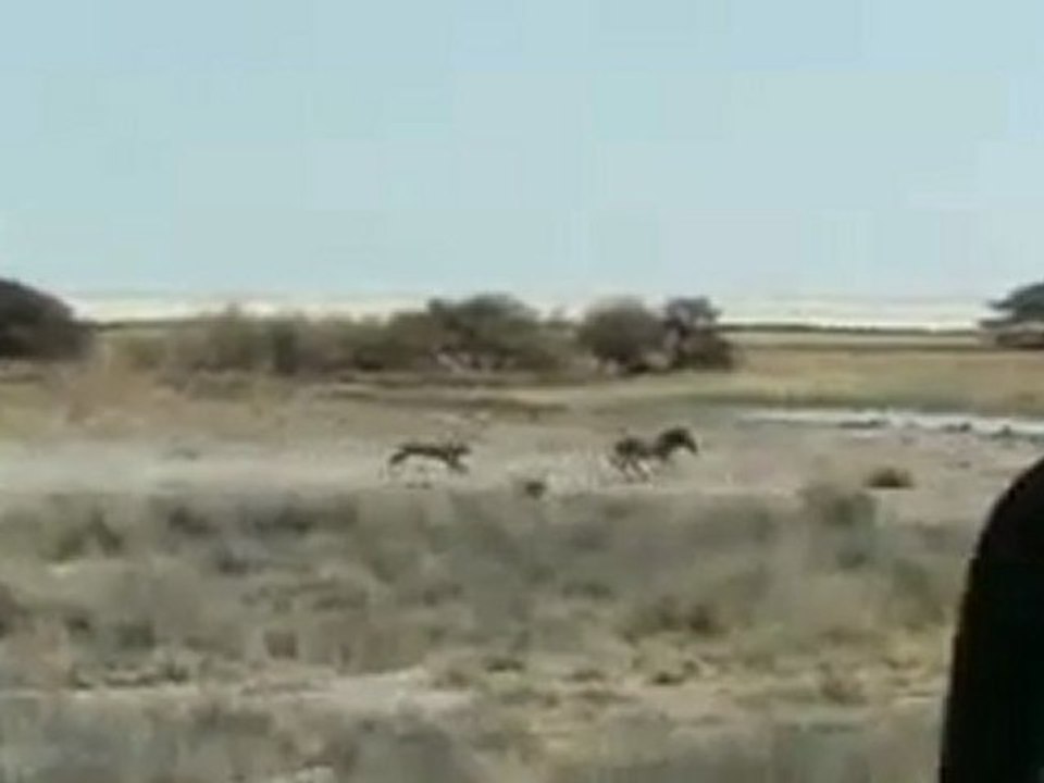 أدغال أفريقيا
