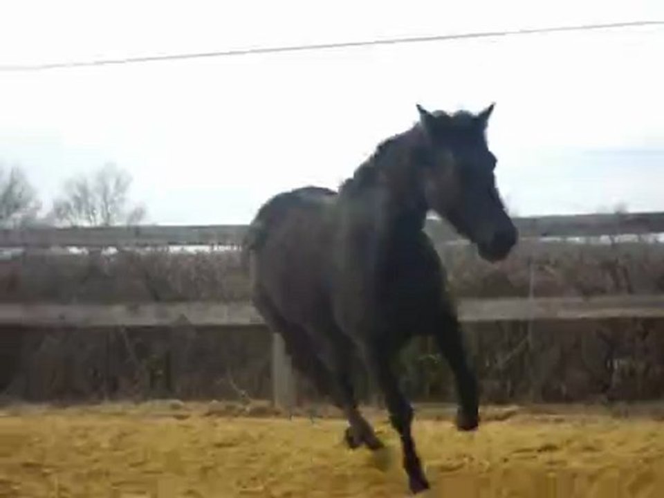 quia rate saut