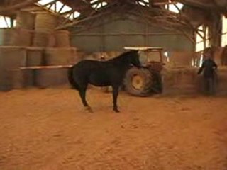 Double Magic au trot