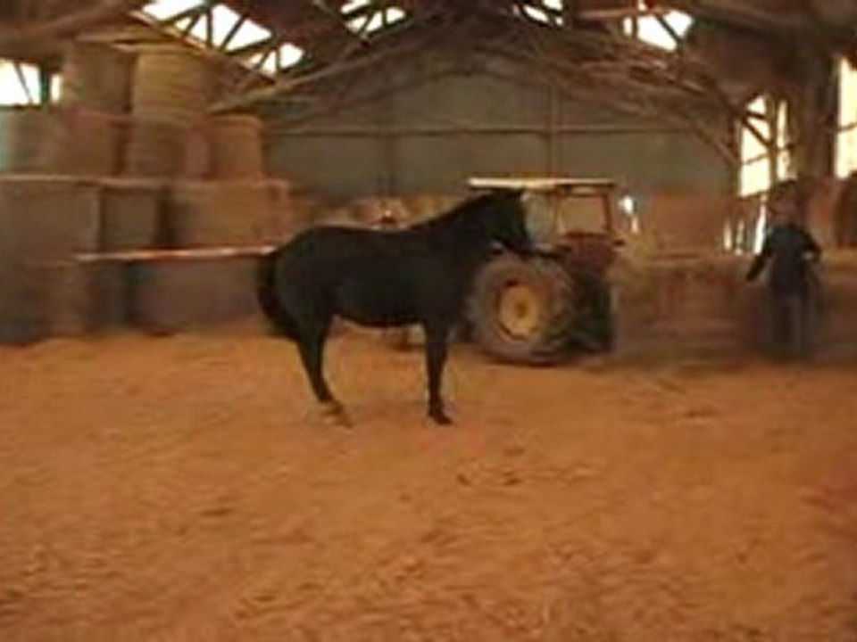 Double Magic au trot