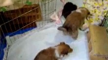 Infancy cute puppy~A06