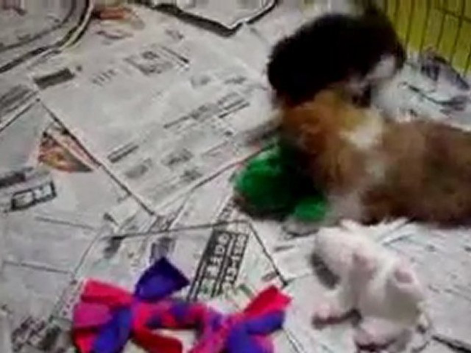 Infancy cute puppy~A08