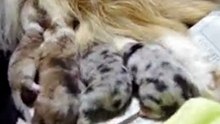 Infancy cute puppy~A14