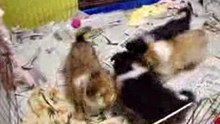 Infancy cute puppy~A16