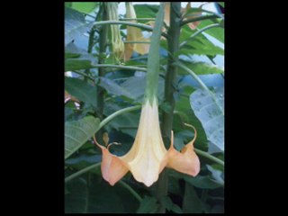 DARE TO BE DIFFERENT 100PERCENTREALWORDS BLOGSPOT.COM