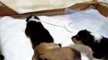 Infancy cute puppy~A32