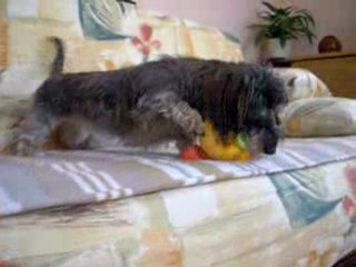 canelle la teckel en train de jouer