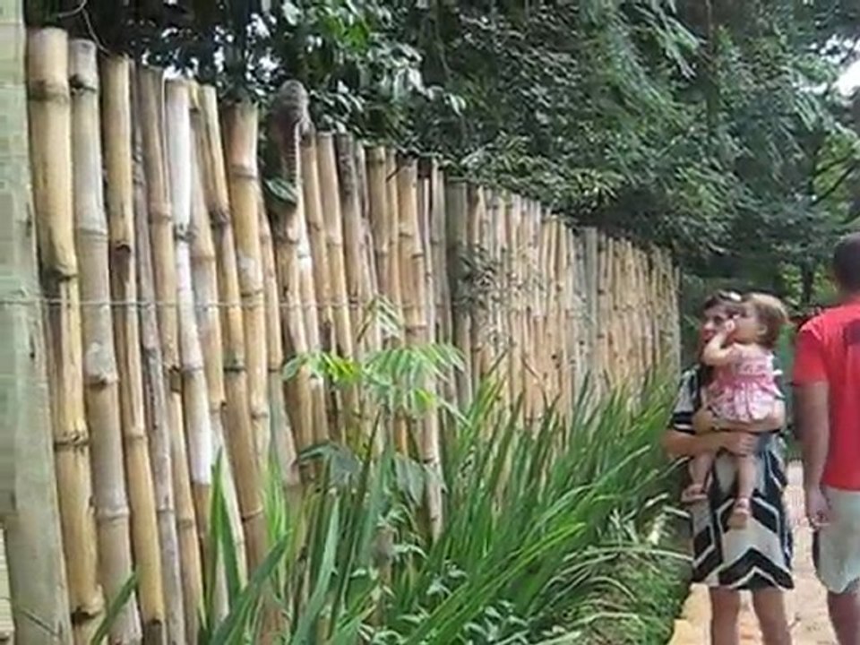 macaquinho