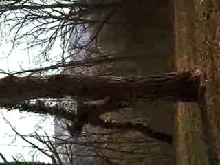 Mon chien IronDog attak son baton a 2m25 de haut !