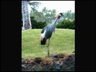 STICKING YOUR NECK OUT - 100PERCENTREALWORDS.BLOGSPOT.COM