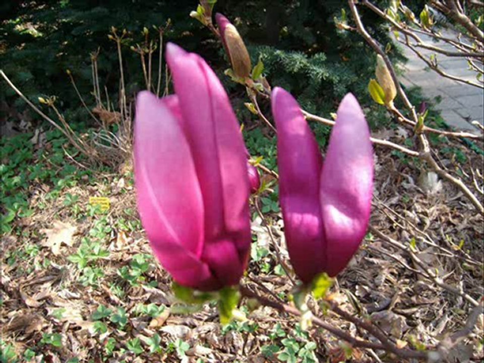 Magnolienblüte April 2009