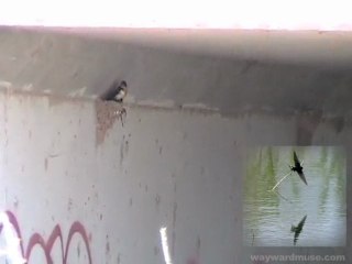 Barn Swallows in the Desert