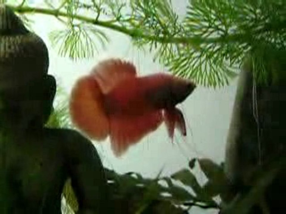 Little Bouddha en mode parade !