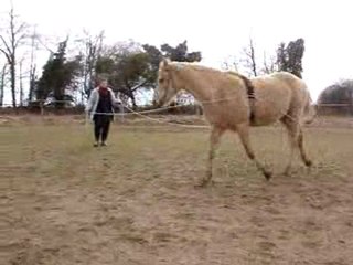 au trot 2 mg et md et arrêt