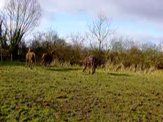 MOV06178 Flint qui cherche Tenacia et Tenacia qui se cabre