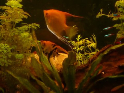 reproduction de scalaires