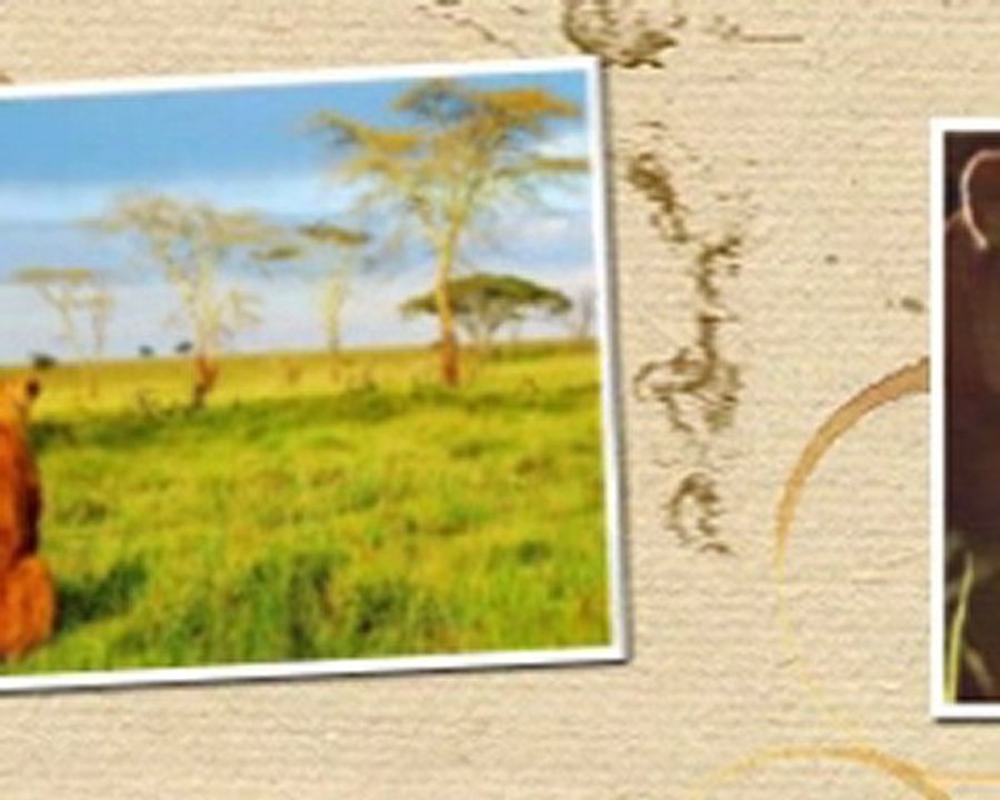 Lions Slideshow