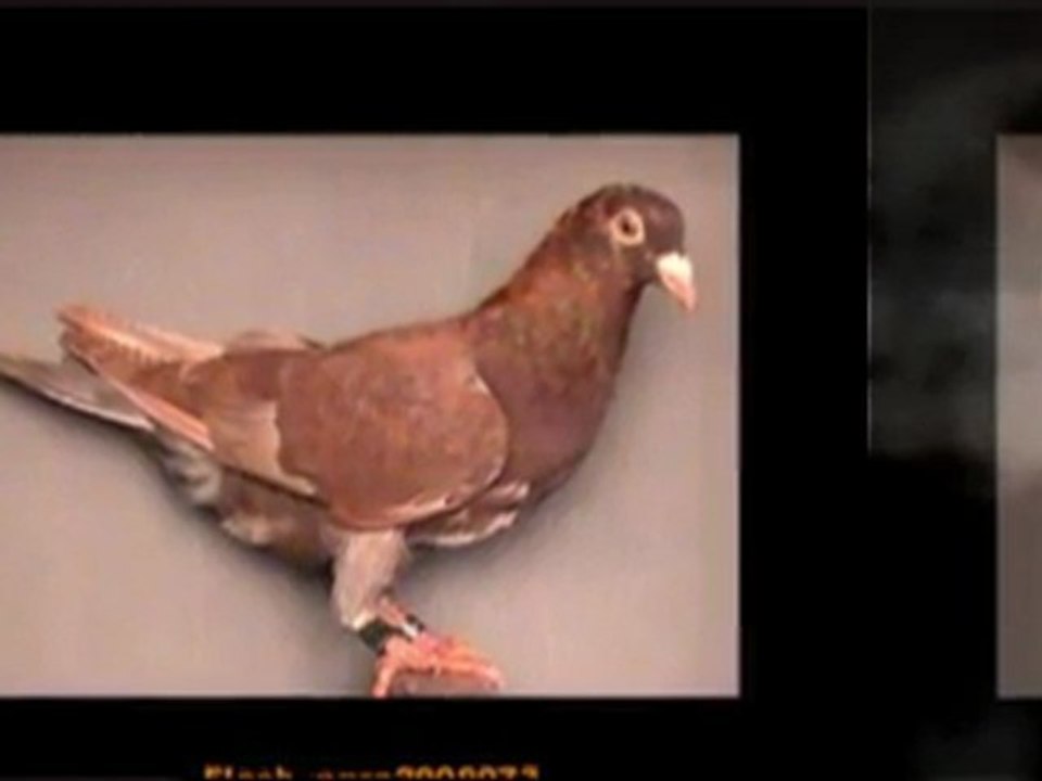 Pigeon Pals Racing Club Daily Results 215