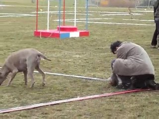 braque  cavage championnat de france