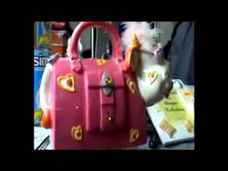 14 Subat Yedikule Barinagi Kermesimiz....