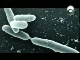 Bacterias resistentes: Transferencia horizontal de genes