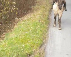 fevrier09 2010 1ere balade avec valerie