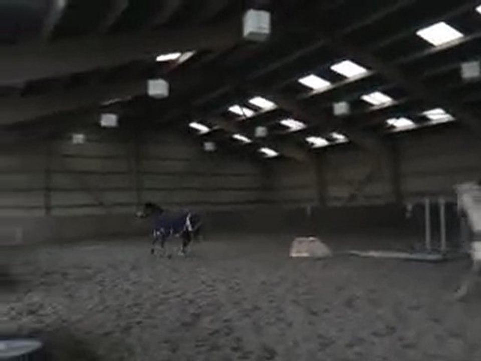 Ridalgo et d'autres chevaux en liberté (2)