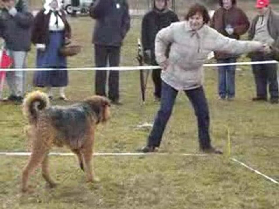 chien en blanc cavage championnat 2010