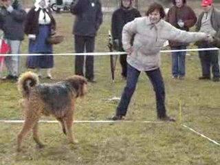 chien en blanc cavage championnat 2010