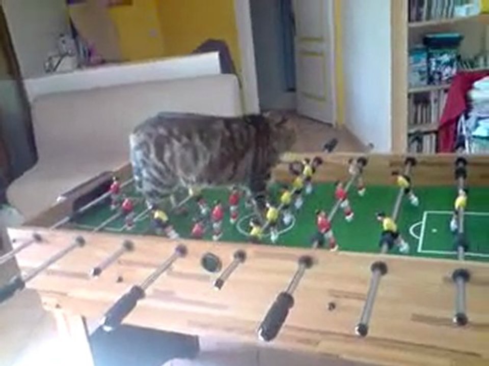 Le chat footballeur