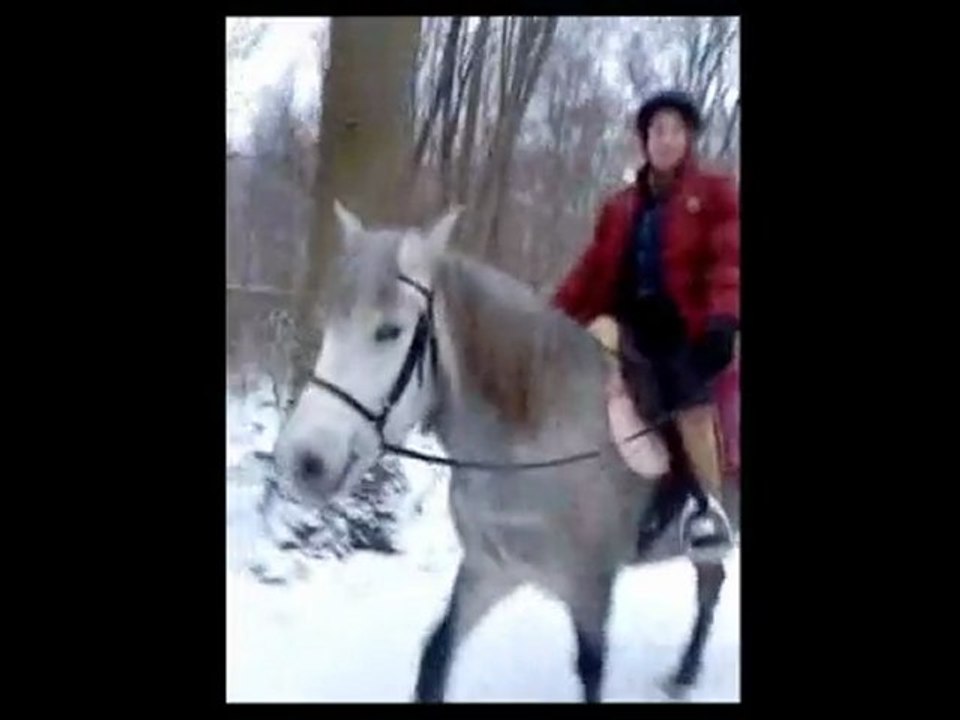 Ballade dans la neige au haras 3