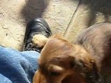Longhair miniature Dachshund puppy, Oliver undoing shoe lace