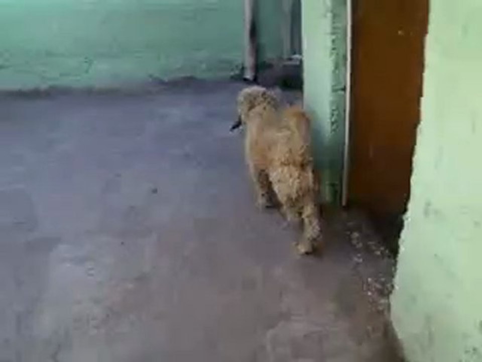 Chiqui