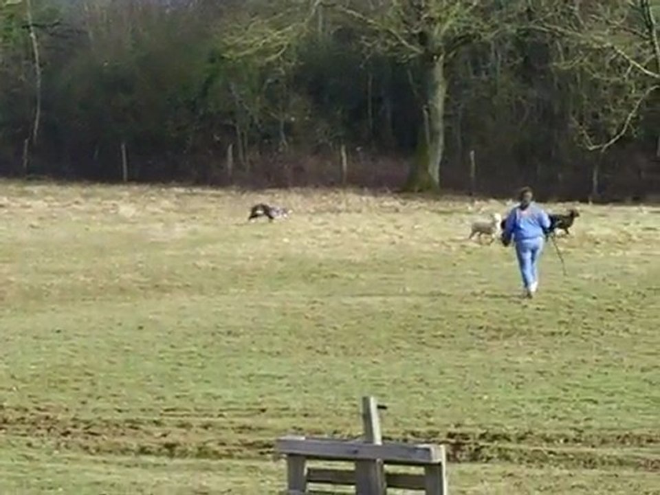 Dixie entrainement troupeau du 20/02/2010 sur soays 2