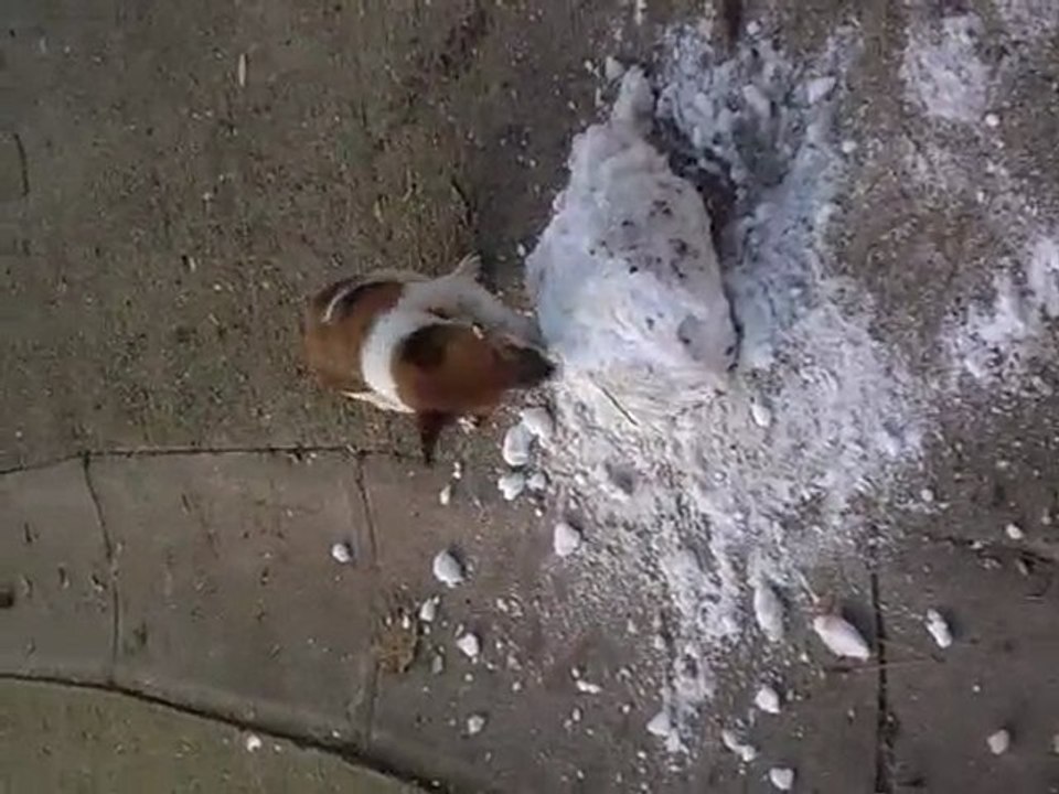 Nenette boule de neige