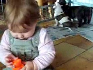 Chiots bouledogue 5 semaines1