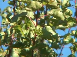 Dossier Sharka: Les arboriculteurs gardois enfin écoutés
