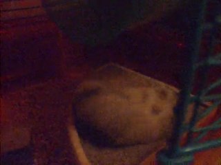 Coca qui se roule dans son bac a sable x)