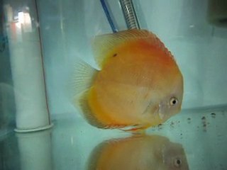 Discus Yavrularım-Karaman