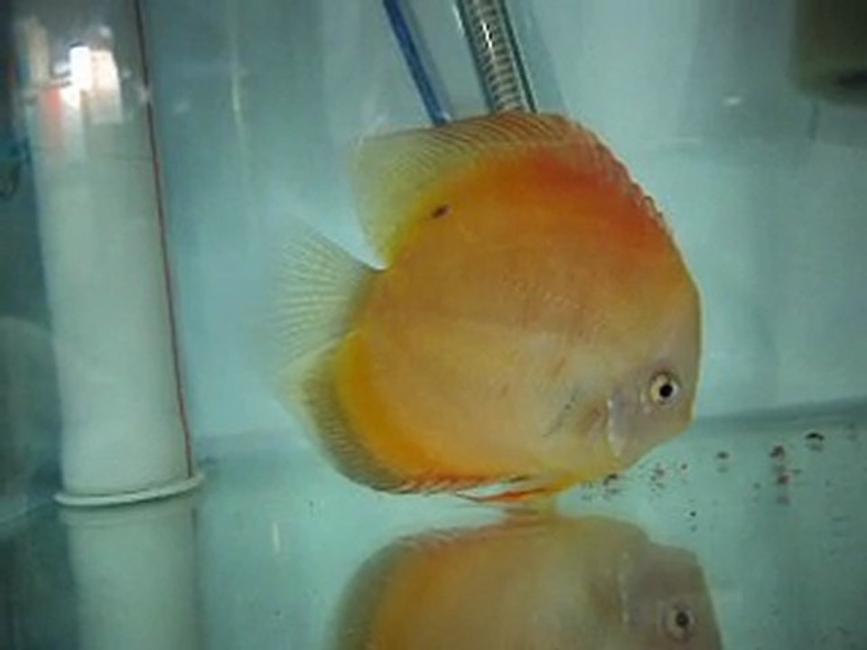 Discus Yavrularım-Karaman