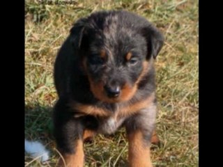 beauceron noir et feu ou arlequin