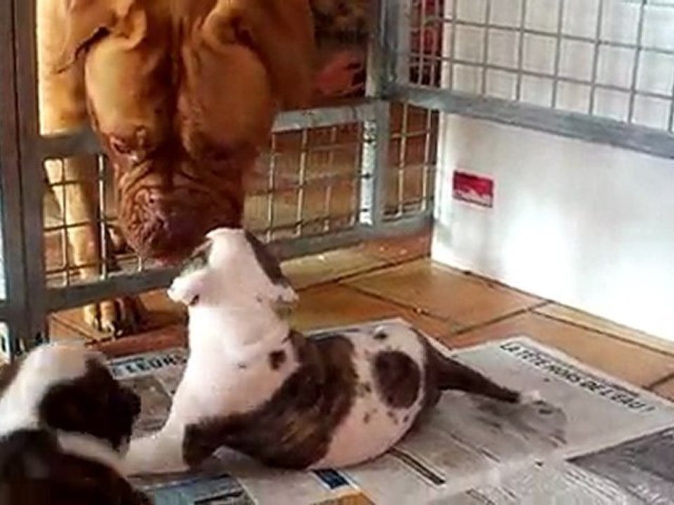 Chiots bouledogue américain 3