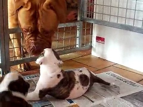 Chiots bouledogue américain 3