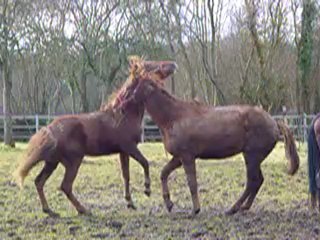 MOV06163 Tenacia qui joue avec Flint