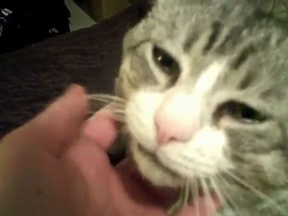 A CUTE KITTY [2/21/10] - 305