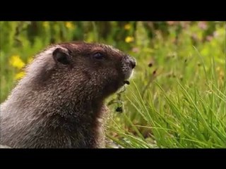 hd wild life awsome mus see good video of animals