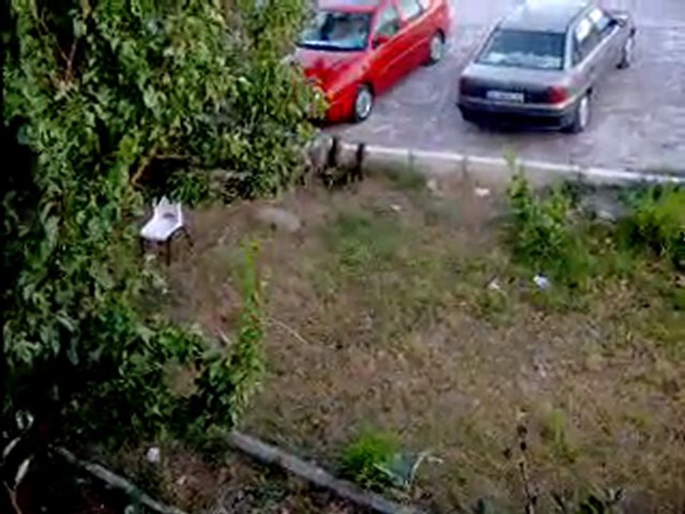 beyaz süt