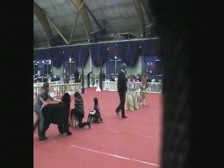 junior handling avec Océane et  Yoci l'akita americain