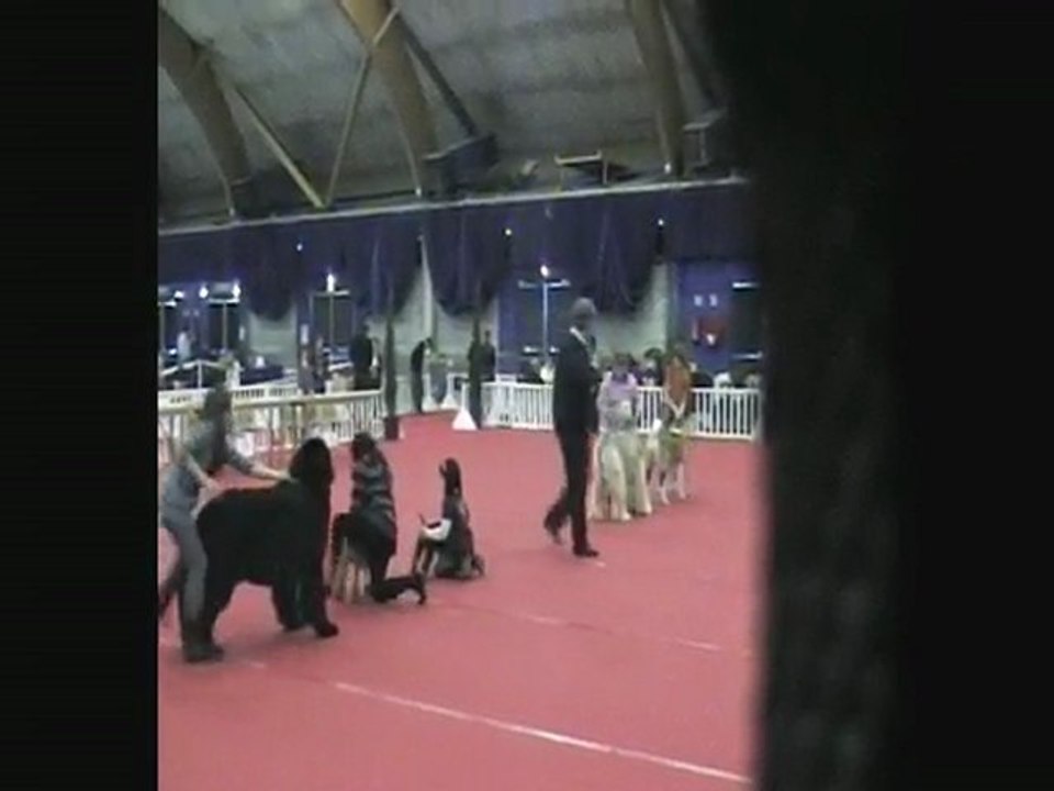 junior handling avec Océane et  Yoci l'akita americain