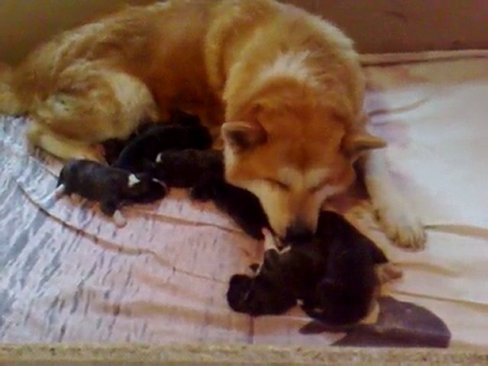 Chiots Rayka à 3 jours